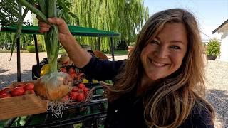 Harvesting Tomatoes, Peppers & Onions! 🫑 // Garden Answer