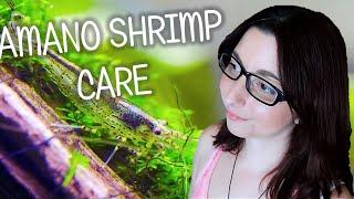 The BEST ALGAE EATER For Small Aquariums | Amano Shrimp Basic Care