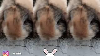 Çox şirin dovşandır / Милый кролик / Sweet rabbit