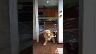 Dog VS Invisible Challenge / TikTok / Incredible TikToks