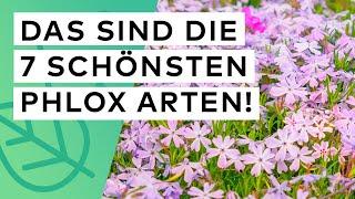 Phlox Bodendecker️ Die 7 schönsten Arten im Überblick