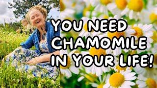 Could Chamomile be the health answer you're looking for?