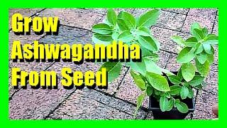 How to Grow Ashwagandha From Seeds | Growing Ashwagandha Plant at Home