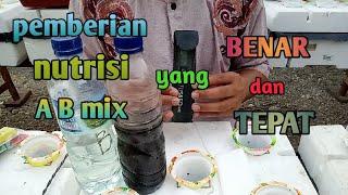 Pemberian nutrisi ab mix dengan benar dan tepat