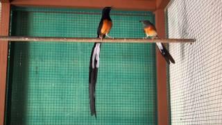 Courtship song of white-rumped shama