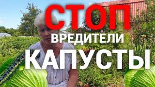 Спасаем капусту от всех вредителей. Бабушкин метод.