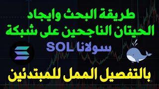 طريقة البحث وايجاد الحيتان الناجحين على شبكة سولانا SOL  بالتفصيل الممل -  أهم فيديو