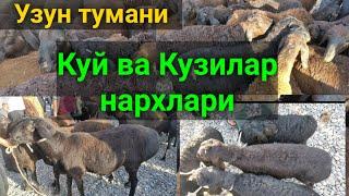 Сурхондарё Узун КУЙ ва КУЗИЛАР нархлари. 25.07.2021й