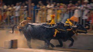 Kambala - Racing the Bulls, Running with Time - Documentary Trailer