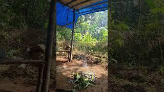 santai di kebun #indonesia #rileks #berkebun