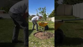 Lawn leveling pt 8 #lawnlife #lawn #lawncare #diy