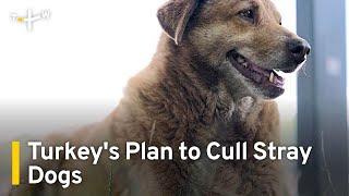 Controversy over Turkey Stray Dog Culling Plan | TaiwanPlus News