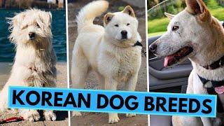 All Korean Dog Breeds - Jindo, Sapsali, Pungsan and Others