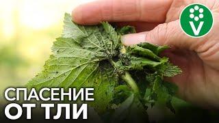 ТЛЯ БОИТСЯ ЭТОГО КАК ОГНЯ! Спасаем пораженные кустарники смородины!