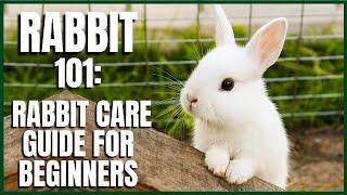 Rabbit 101: Rabbit Care Guide for Beginners