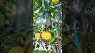 My 15-in-1 Citrus Tree Is Bearing Diverse Fruits , , mandarin & Grapefruit | Citrus Grafting