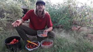 Tomato Seeds! How to save your own tomato seeds, how to ferment tomato seeds, how to water winnow!