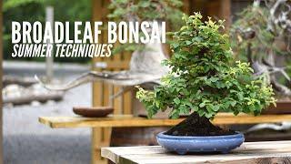 Broadleaf Bonsai Summer Techniques | Bonsai-U