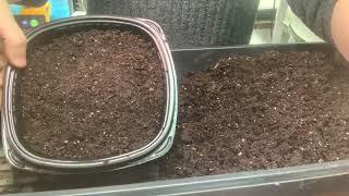 How to Start Pansy Seeds Indoors