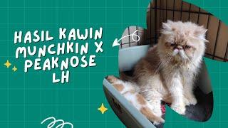 Hasil Perkawinan Kucing Munchkin x Peaknose Longhair Oren Putih