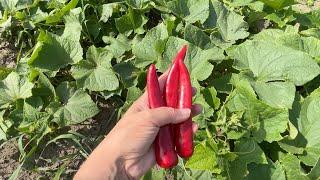 Mix peppers with garlic and your plants will grow healthy like never before