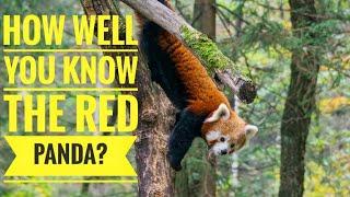 Red Panda || Description, Characteristics and Facts!