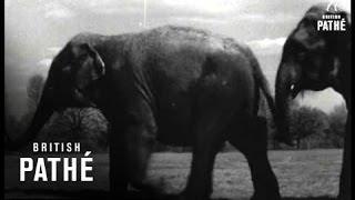 Elephants (1950)