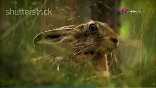 A wild hare zigzagging through a field of ferns in an ancient forest