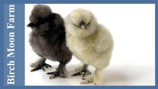 New Life on the Farm | Mothers and Baby Silkies