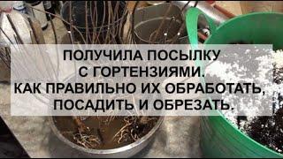 Получила посылку с гортензиями. Как правильно их обработать,посадить и обрезать.