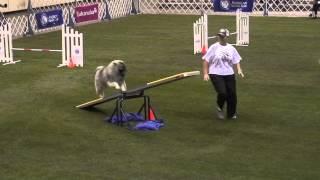 Ray the Keeshond 12-14-2012 AKC Agility Invitational T2B