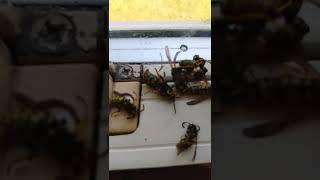 Yellow jacket wasp queen compared to a worker