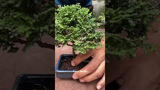 Hinoki Japonés. Trasplante #bonsai #bonsaiworld #bonsaitree