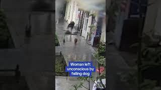 Woman left unconscious by falling dog 