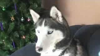 My Siberian Husky, Diesel after he broke our new Plasma TV