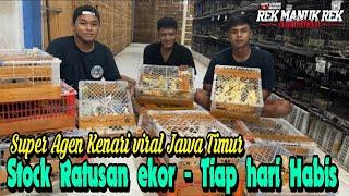 DI LUAR AKAL PIKIR STOK BURUNG KENARI RATUSAN EKOR DAPAT DARI MANA DAN KOK BISA CEPET HABIS