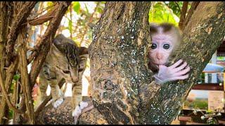 OMG  Unbelievable Pet cat attacking poor baby monkey Ella | Monkey vs Cat