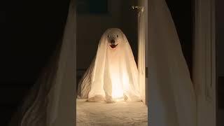 Adorable Puppies Dressed Like Ghosts Haunt House! #Halloween #Dogs #Shorts