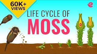 What is the Lifecycle of a Moss? | Biology | Extraclass.com