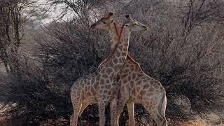 Wildlife Big Five Safari - September 2022