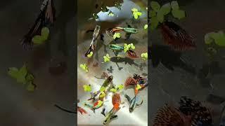 Beautiful Male Gappy Fishes  || Vlog part 7 || #shorts #shortfeed #guppyfish