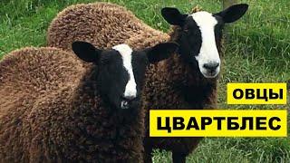 Разведение овец породы Цвартблес как бизнес идея | Овцеводство | Овцы Цвартблес