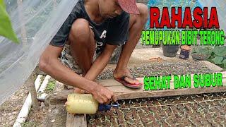 TIPS, PEMUPUKAN BIBIT TERONG AGAR SEHAT DAN SUBUR