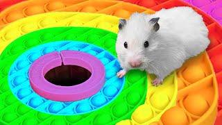  Hamster Escapes the Rainbow POP IT Maze [OBSTACLE COURSE]