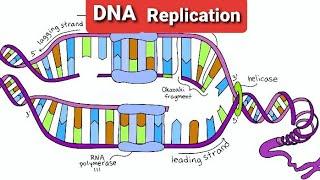 DNA Replication part 3|Termination Phase of DNA Replication|Termination Of DNA Replication|DNAligase