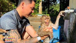 Reunited and Bathed: Monkey Kaka's Heartwarming Reunion with Dad!
