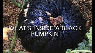 The Beautiful Black Yokohama Pumpkin - Perfect Pumpkin For Halloween (or ANY time - so good!)
