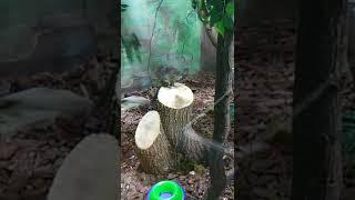 zoo animals video 19