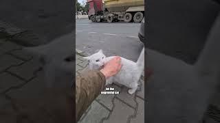 The Man's Kindness and the Cat's Scary Lesson#shorts #animals #cute #cat #love