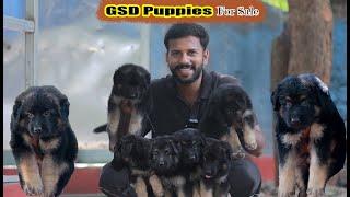 DOGS FOR SALES | Puppy sales | Dog kennel in Tamil Nadu | Dog for sales 6381065327